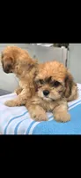 Puppy #3, a female Cavapoo for sale in North Port, FL – 2 of 4