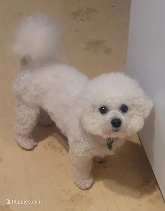  AKC Lulya – Bichon Frise puppy for sale in North Port, FL