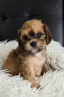 Jask #2, a male Bichon Frise for sale in North Port, FL – 4 of 4