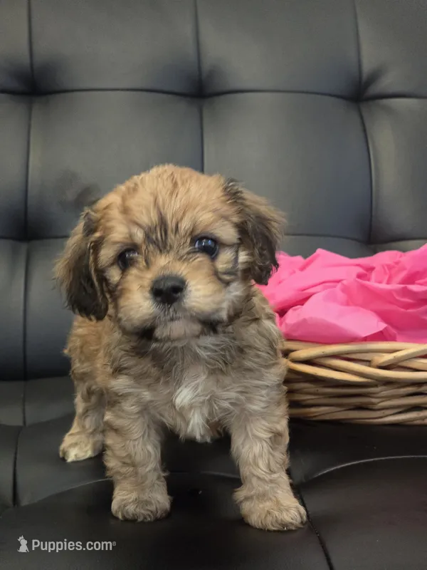 Puppy #3 – Cavapoo puppy for sale in North Port, FL
