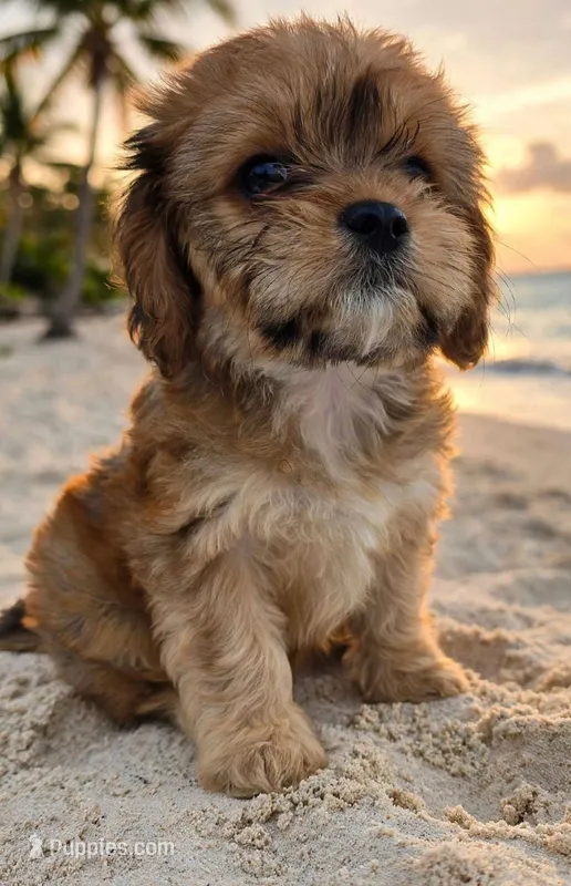 Julia  – Bichon Frise, Poodle - Toy  puppy for sale in North Port, FL