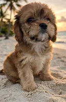Julia , a female Bichon Frise and Poodle - Toy  for sale in North Port, FL – 1 of 3