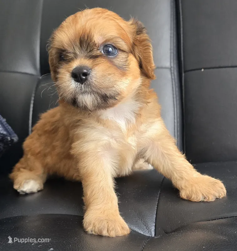 Simon – Bichon Frise puppy for sale in North Port, FL