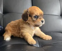 Simon, a male Bichon Frise for sale in North Port, FL – 3 of 3
