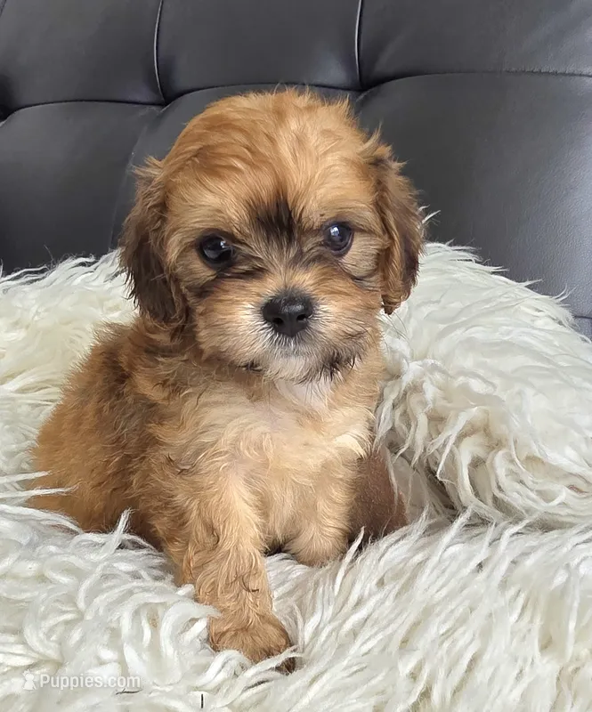 Katie  – Bichon Frise puppy for sale in North Port, FL