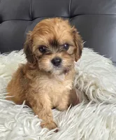 Katie , a female Bichon Frise for sale in North Port, FL – 2 of 4