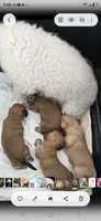 Puppy #2, a male Bichon Frise for sale in North Port, FL – 5 of 6