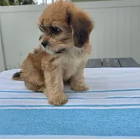 Julia , a female Bichon Frise and Poodle - Toy  for sale in North Port, FL – 3 of 3