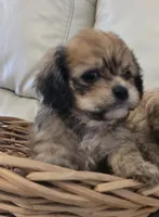Puppy #3, a female Cavapoo for sale in North Port, FL – 3 of 4
