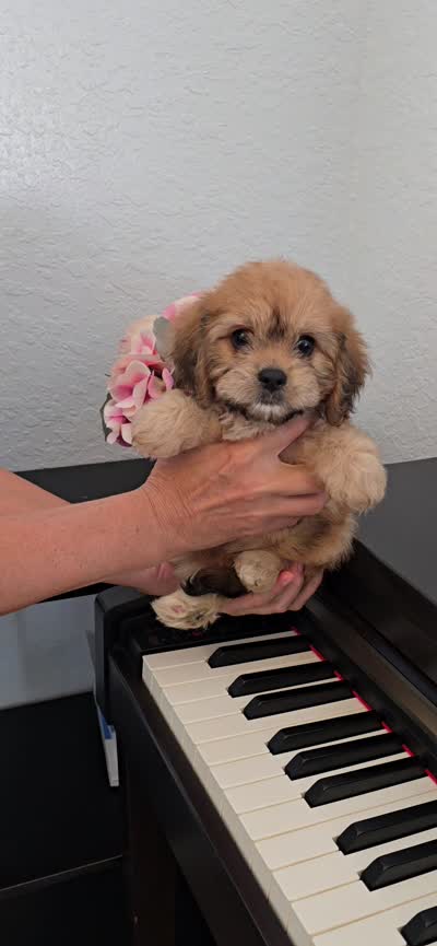 Puppy #3, a female Cavapoo for sale in North Port, FL – 4 of 4