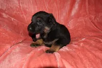 Maple, a female German Shepherd Dog for sale in New York, NY – Photo 1 of 5