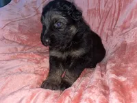 Maple, a female German Shepherd Dog for sale in New York, NY – Photo 3 of 5