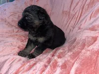 Maple, a female German Shepherd Dog for sale in New York, NY – Photo 5 of 5