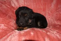 Maple, a female German Shepherd Dog for sale in New York, NY – Photo 2 of 5