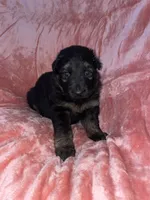 Maple, a female German Shepherd Dog for sale in New York, NY – Photo 4 of 5