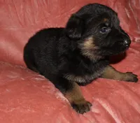 Bella, a female German Shepherd Dog for sale in New York, NY – Photo 5 of 6