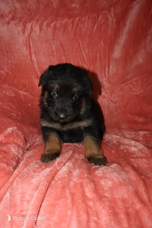 Bella – German Shepherd Dog puppy for sale in New York, NY