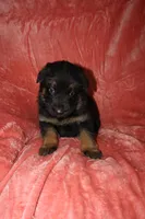 Bella, a female German Shepherd Dog for sale in New York, NY – Photo 1 of 6