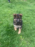 Momo, a female German Shepherd Dog for sale in New York, NY – Photo 1 of 3