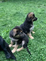 Momo, a female German Shepherd Dog for sale in New York, NY – Photo 3 of 3