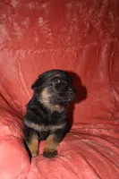 Bella, a female German Shepherd Dog for sale in New York, NY – Photo 2 of 6