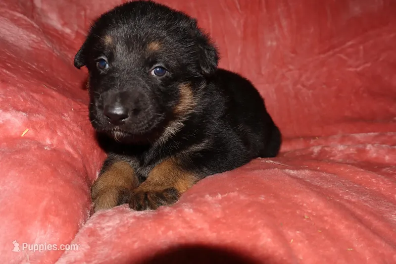 Luna  – German Shepherd Dog puppy for sale in Livingston Manor, NY