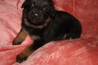 Luna , a female German Shepherd Dog for sale in Livingston Manor, NY – Photo 2 of 2