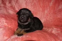 Bella, a female German Shepherd Dog for sale in New York, NY – Photo 6 of 6