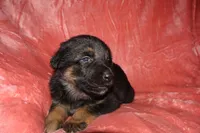 Bella, a female German Shepherd Dog for sale in New York, NY – Photo 3 of 6