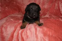 Bella, a female German Shepherd Dog for sale in New York, NY – Photo 4 of 6