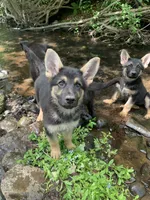 Puma, a female German Shepherd Dog for sale in New York, NY – 1 of 3