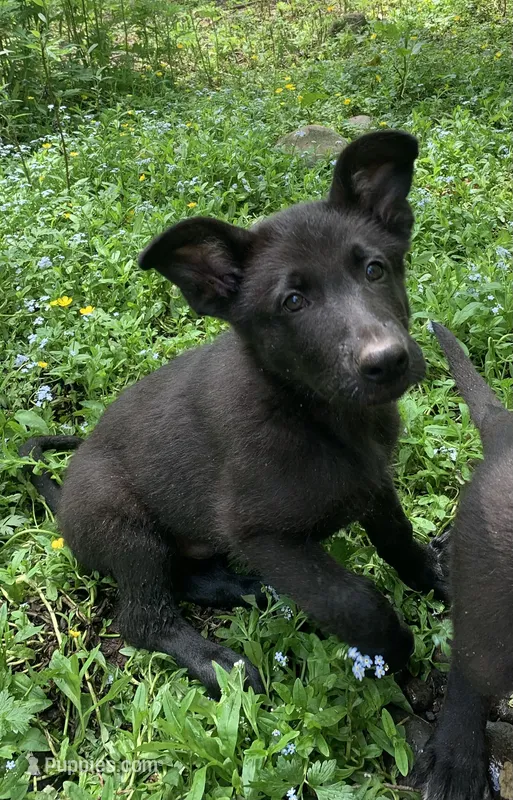 Hunter  – German Shepherd Dog puppy for sale in New York, NY