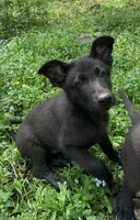 Hunter , a male German Shepherd Dog for sale in New York, NY – 1 of 2