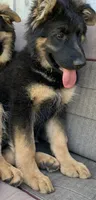 Luna, a female German Shepherd Dog for sale in New York, NY – 2 of 2