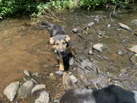 Jazz , a female German Shepherd Dog for sale in New York, NY – 1 of 1