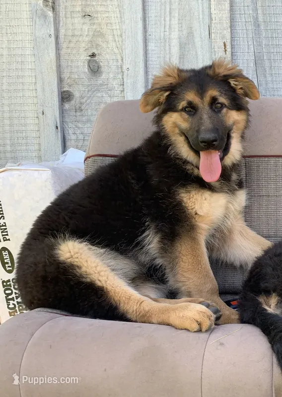 Momo  – German Shepherd Dog puppy for sale in New York, NY