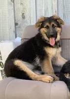 Momo , a female German Shepherd Dog for sale in New York, NY – 1 of 4