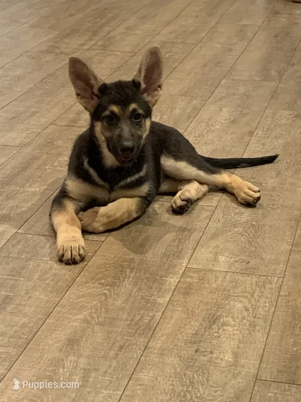 Maxie – German Shepherd Dog puppy for sale in New York, NY