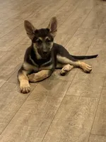 Maxie, a female German Shepherd Dog for sale in New York, NY – 1 of 2