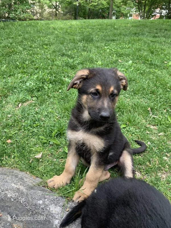 Lucky – German Shepherd Dog puppy for sale in New York, NY