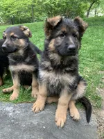 Lucky **On Sale**, a male German Shepherd Dog for sale in New York, NY – Photo 3 of 4