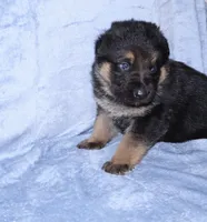 Lucky, a male German Shepherd Dog for sale in New York, NY – Photo 3 of 5