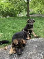 Lucky **On Sale**, a male German Shepherd Dog for sale in New York, NY – Photo 4 of 4