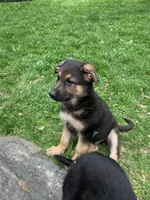 Lucky **On Sale**, a male German Shepherd Dog for sale in New York, NY – Photo 2 of 4