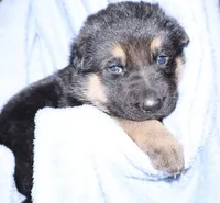 Lucky, a male German Shepherd Dog for sale in New York, NY – Photo 2 of 5