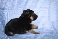 Lucky, a male German Shepherd Dog for sale in New York, NY – Photo 5 of 5