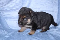 Lucky, a male German Shepherd Dog for sale in New York, NY – Photo 4 of 5