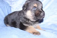 Lucky, a male German Shepherd Dog for sale in New York, NY – Photo 1 of 5