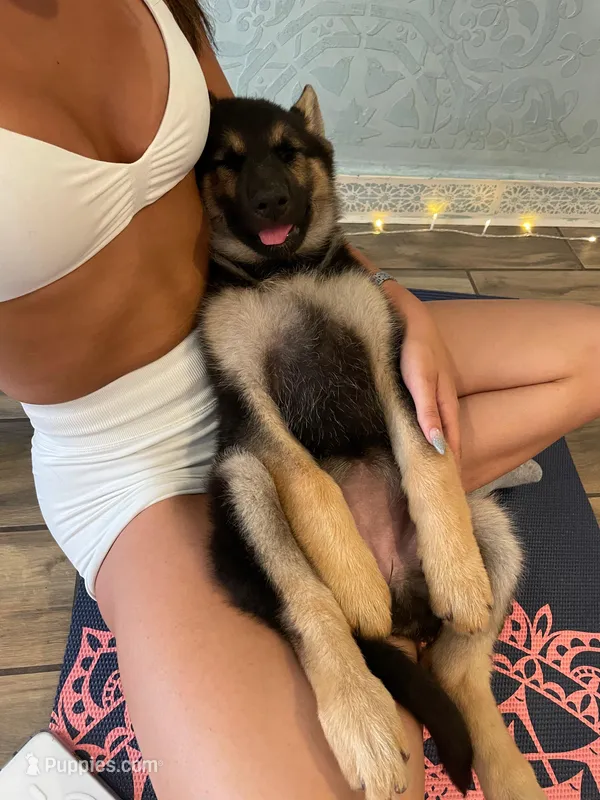 Sammy  – German Shepherd Dog puppy for sale in New York, NY