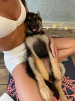 Sammy , a female German Shepherd Dog for sale in New York, NY – 1 of 1